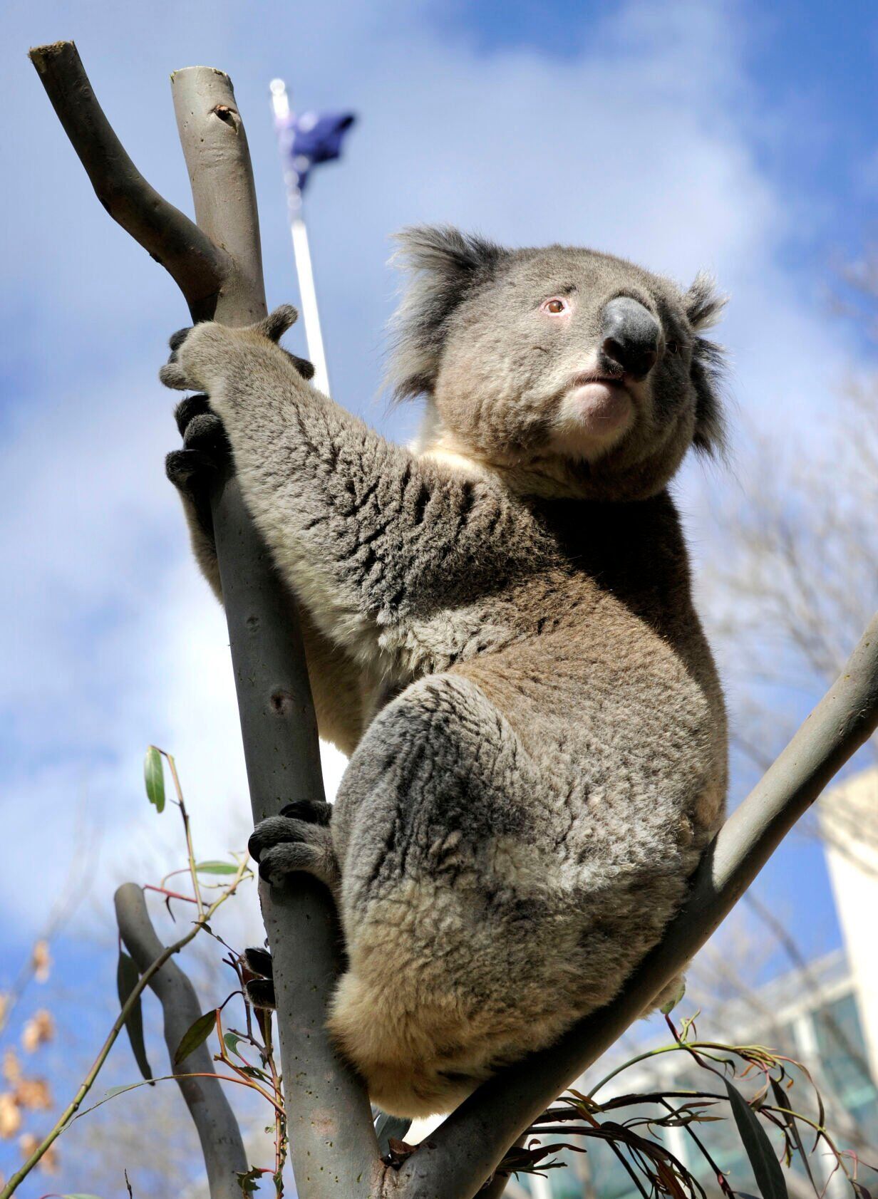 National Threatened Species Day